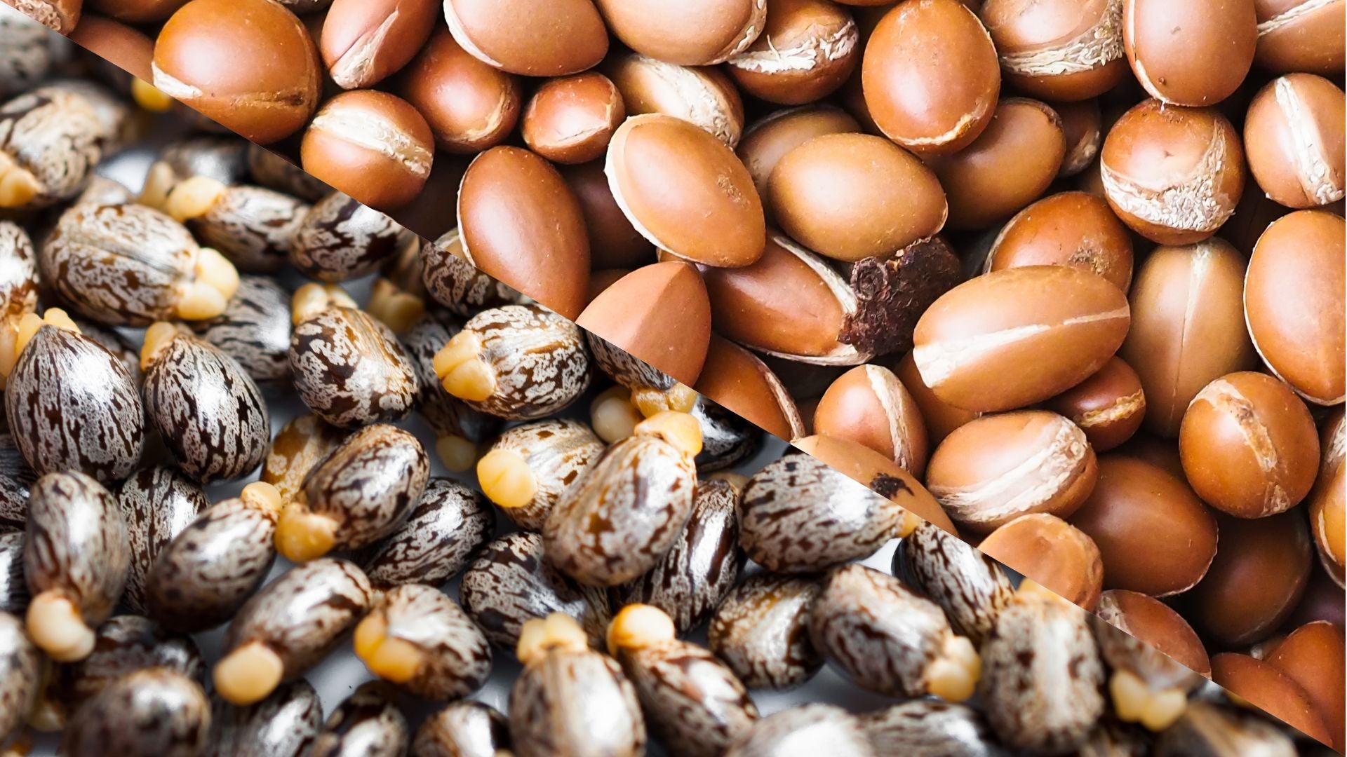 Argan Oil vs Castor Oil
