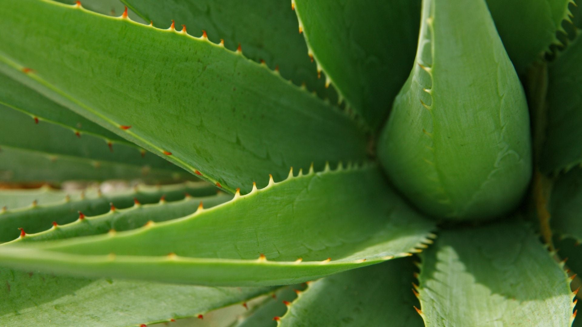 Embrace the Cooling Power of Aloe: Your Summer Skin and Hair Savior