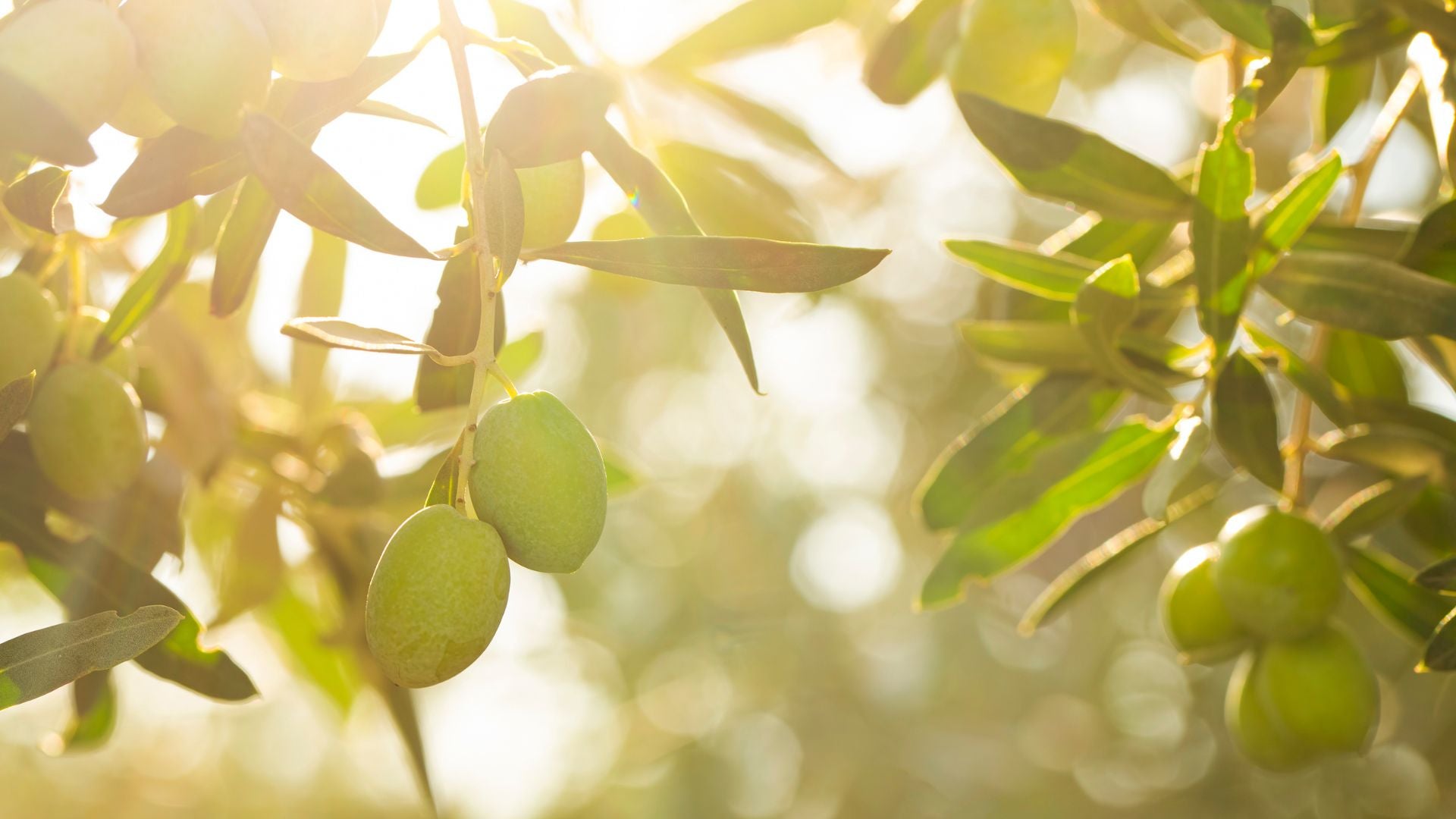 How Is Olive Oil Made