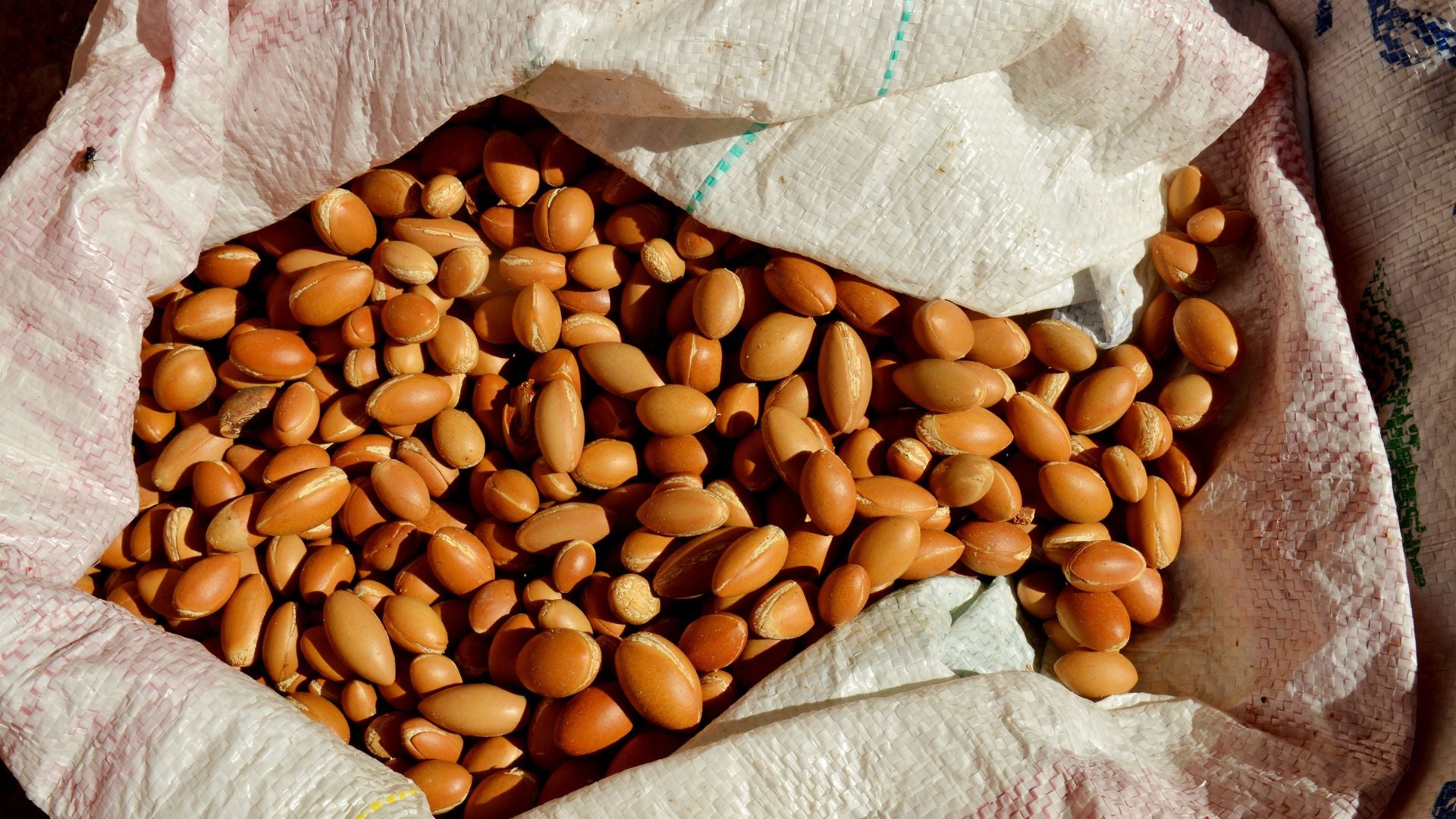 Is Argan Oil a Carrier Oil?