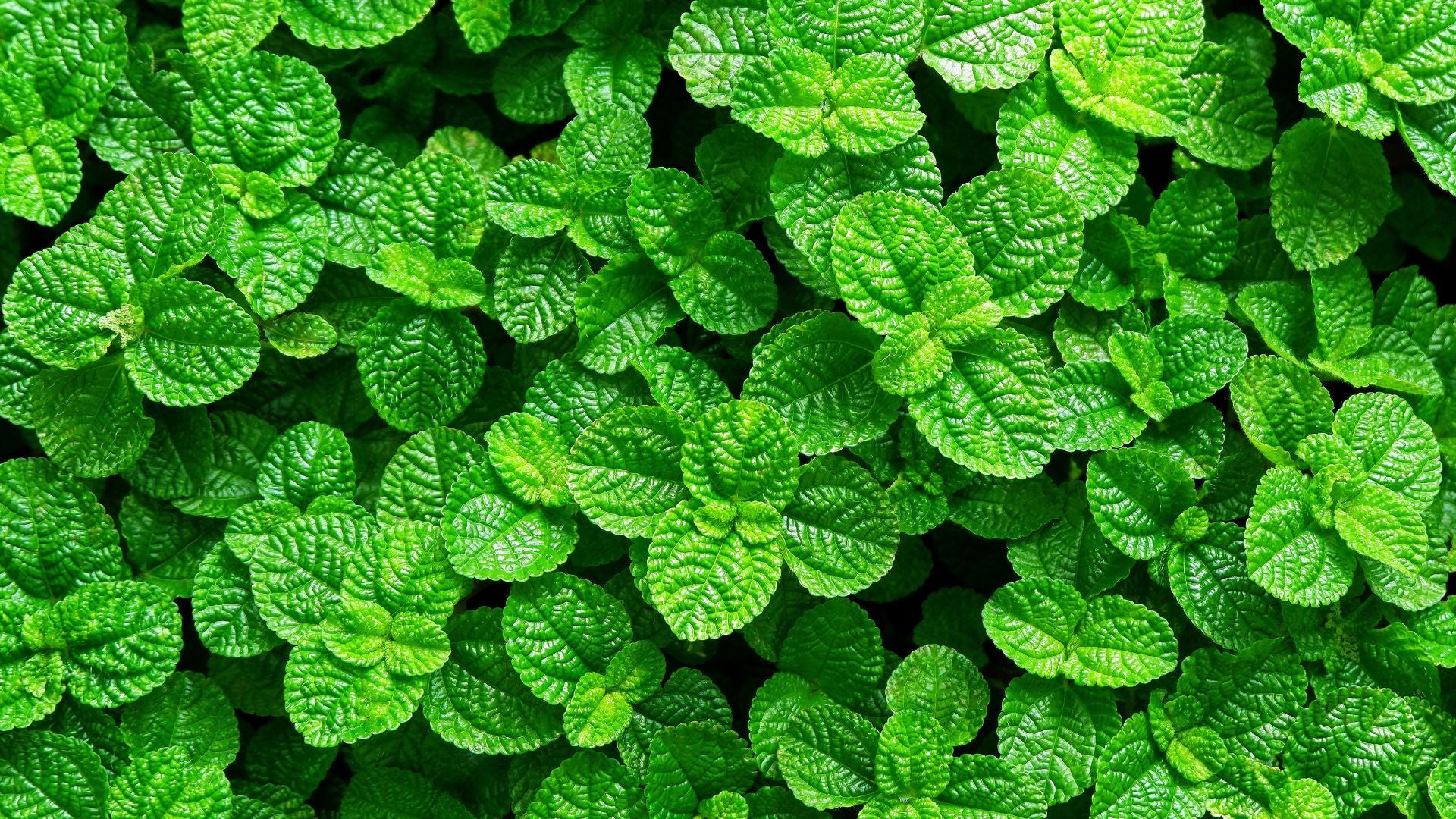 The Benefits of Peppermint Oil and What to Use It For