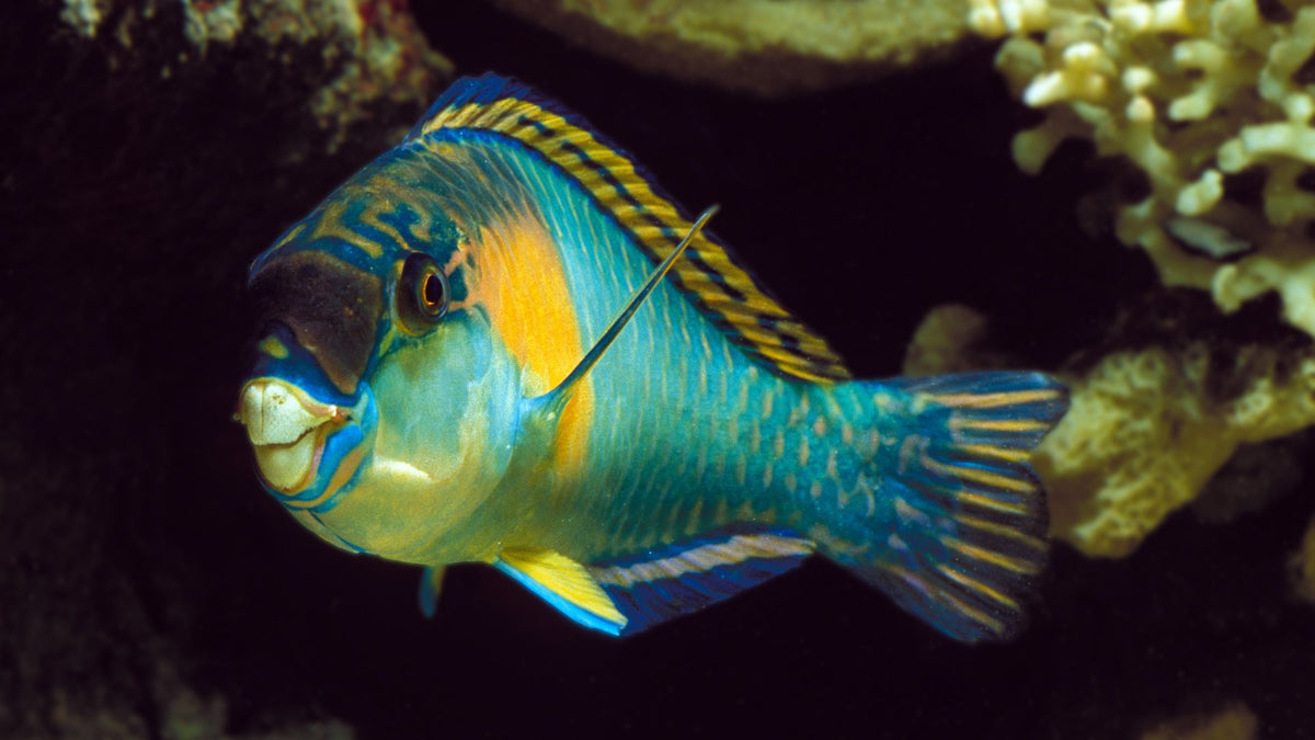 Why Parrotfish Are Essential to the Health of Our Oceans
