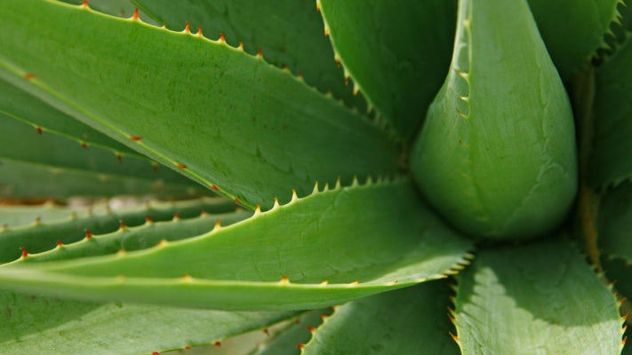 Embrace the Cooling Power of Aloe: Your Summer Skin and Hair Savior