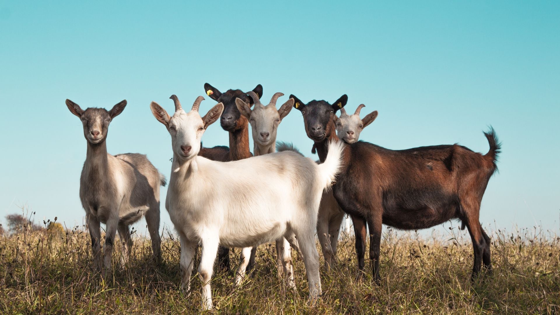 Is Argan Oil Made From Goat Poop?