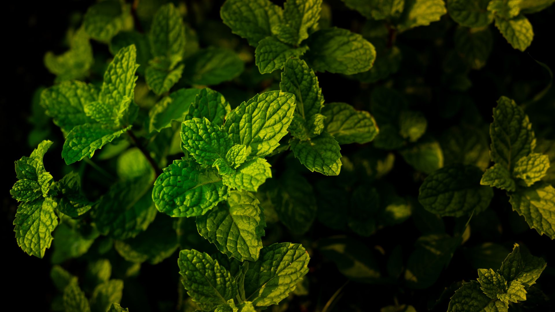 Is Peppermint Oil Good For Your Scalp?